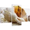 Obraz s mušlí (Obraz 90x60cm)