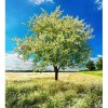 DIMEX fototapeta Kvitnúci strom MS-3-0096 - 225 x 250 cm (150g VLIES - LEPIDLO ZADARMO)