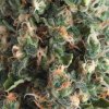Pyramid Seeds - Auto Super OG Kush 5 ks - Semená neobsahujú THC.
