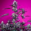 Sweet Seeds Studio 54 Stardust Auto semienka neobsahujú THC 25 ks