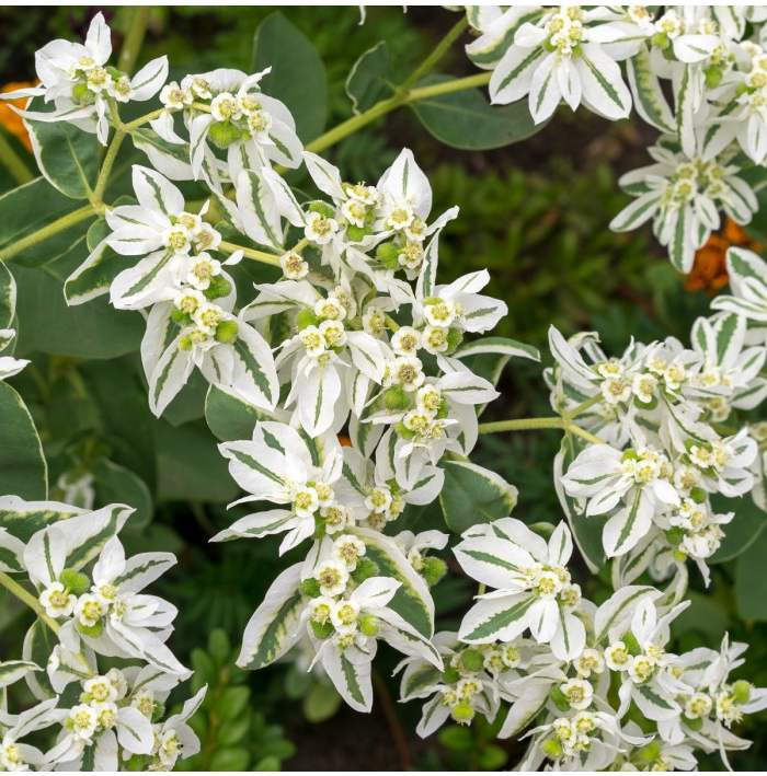 Mliečnikovka obrúbená - Euphorbia marginata - semená - 20 ks