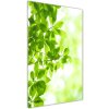 Vertikálny foto obraz akryl do obývačky Zelené lístie 50x100 cm