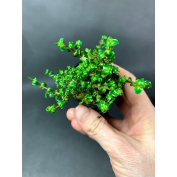 Rotala sp. Pearl