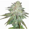 Nirvana - Raspberry Cough Auto 10 ks - Semená neobsahujú THC.