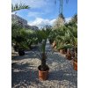 Trachycarpus wagnerianus v celkovej výške 120 cm