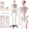 tectake 400963 anatomický model ľudská kostra 180cm s označením svalov a kostí - biela