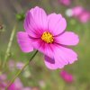 Krasuľka perovitá Sonata - Cosmos bipinnatus - semená - 15 ks