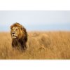 Fototapeta - FT6775 - Lev Vlies 110gr - 368cm x 280cm