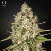 Green House Seed - Lost Pearl 5 ks - Semená neobsahujú THC