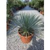 Yucca rostrata vo výške 60 cm