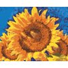 ZUTY Maľovanie podľa čísel - SLNEČNICE NA MODROM POZADÍ Rámovanie: vypnuté plátno na rám, Rozmer: 40x50 cm