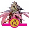 Royal Queen seeds Purple Queen neobsahují THC 3 ks