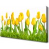 Obraz na plátne Tulipány 100x50 cm