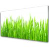 Sklenený obklad Do kuchyne Tráva rastlina príroda 100x50 cm
