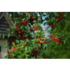 Malus ´ Red Sentinel ´ Clt.5