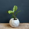 Calathea Setosa baby
