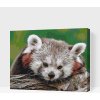 Vymalujsisam.sk Maľovanie podľa čísiel - Červená panda Veľkosť: 30x40cm, Rám: Na kartónovej doske