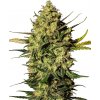 Sensi Seeds Cannabis Seeds Master Kush Automatic Feminized by White Label, 3-10 ks 5 ks