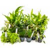 Kolekcia rastlín pre akvárium do 300 litrov 22 rastlín