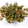 Ruža z Jericha - Selaginella lepidophylla - cibuľoviny - 1 ks