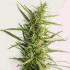 Kera Seeds - Northern Light 5 ks - Semená neobsahujú THC