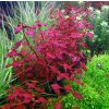 AQZ Ludwigia mini sp. super Red Rastliny: /in-Vitro LAB Ø 7 cm/
