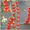 Paradajka Curranto F1 - Solanum Lycopersicum - semená - 10 ks