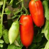 Paradajka San Marzano Gigante F1 - Solanum lycopersicum - semená - 8 ks