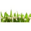 Foto obraz akrylový na stenu Biele tulipány 100x50 cm