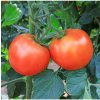 BIO Paradajka Serrat F1 - Solanum lycopersicum - bio semená - 5 ks