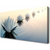 Obraz Canvas Vodné lilie biely lekno 100x50 cm
