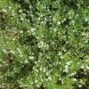 Saturejka horská - Satureja montana - semená - 600 ks