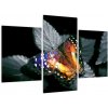 Motýľ na liste - obraz (Obraz 90x60cm)
