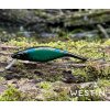 Wobler WESTIN P10SR Crankbait 10cm – UV Dark Burbet