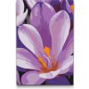 Vymalujsisam.sk Maľovanie podľa čísiel - Kvet šafranu Veľkosť: 20x30cm, Rám: Bez rámu, iba zrolované plátno