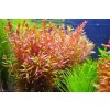 Rotala Vietnam H´ra (IN-VITRO Ø 7 cm)