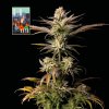 Seedsman L.A. Peyote Kush neobsahuje THC 3 semena