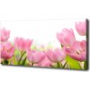 Foto obraz na plátne Ružové tulipány 100x50 cm