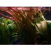 Vallisneria spiralis red (Košíčková Ø 5,5 cm)