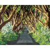 zuty Zuty - Maľovanie Podľa Čísel - Cesta Obklopená Stromy (Ted Davis), 80X100 Cm, Plátno (8596530116707)