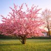 Sakura ozdobná (Prunus serrulata) ´KANZAN´ - výška 180-200 cm, kont. C10L -KRÍK