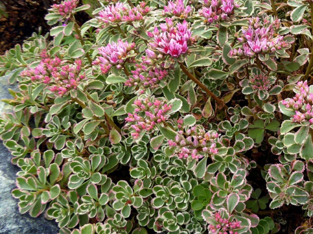 Sedum spurium Tricolor - Rozchodník, kont. 0,5 l