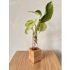 BotaneryLab ELEMENT Jaseň - stojan na zakoreňovanie, svetlé drevo WoodenBotanery Motív: A
