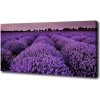 Foto obraz na plátne Pole levanduľa 100x50 cm