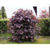 Lieska obyčajná Red Majestic, výška 30-50 cm , kvetináč 2 l