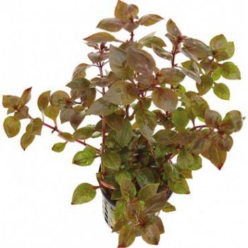 Ludwigia sp. Mini Super Red