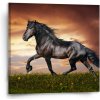 Sablio Obraz Frišský kôň - 50x50 cm