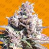 Original Sensible Seeds - Gelato 1 ks - Semená neobsahujú THC