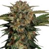 Serious Seeds Motavation semena neobsahuji THC 3 ks