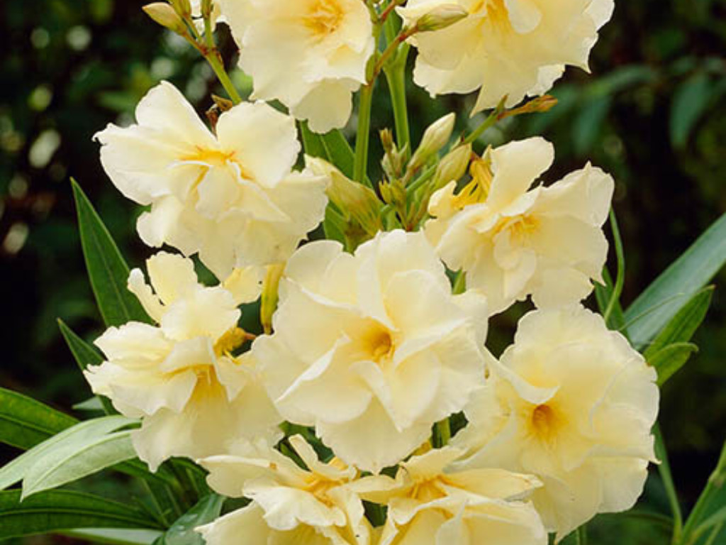 Oleander žltý plnokvetý 110-130 cm, kont. 35 l